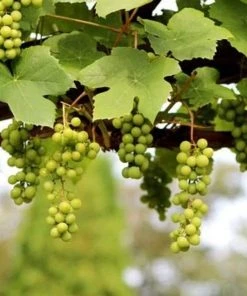 Roots Plants 90cm 'Lakemont' Seedless Outdoor Grape Vine | 3L Pot Fruits