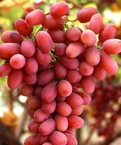 Roots Plants Fruits 90cm 'Crimson' Seedless Grape Vine | 3L Pot