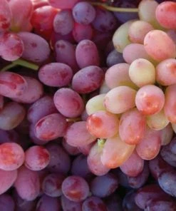 Roots Plants Fruits 90cm 'Crimson' Seedless Grape Vine | 3L Pot