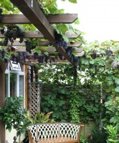 Roots Plants Boskoop Glory' Seedless Outdoor Grape Vine Fruits