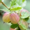 Roots Plants Fruits Invicta Gooseberry Bush 2 Roots Plants Fruits Invicta Gooseberry Bush