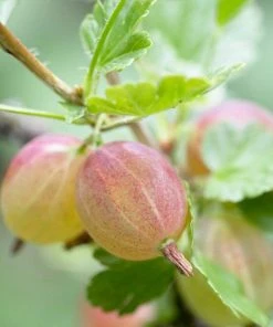 Roots Plants Complete Gooseberry Collection | Red, White & Green 13 Roots Plants Complete Gooseberry Collection | Red, White & Green