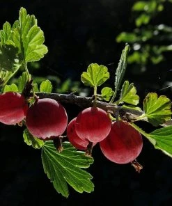Roots Plants Complete Gooseberry Collection | Red, White & Green