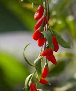 Roots Plants Goji Berry Plant