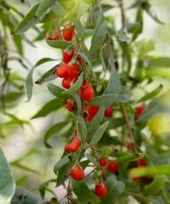 Roots Plants Goji Berry Plant 10 Roots Plants Goji Berry Plant