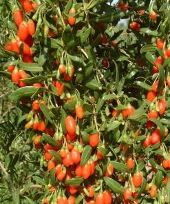 Roots Plants Goji Berry Plant