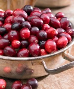 Roots Plants Fruits Cranberry Plant