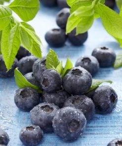 Roots Plants All Season Blueberry Plants Collection | 3x 10cm Pots