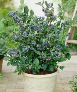 Roots Plants 3 X Sunshine Blue Blueberry Plants | 9cm Pots