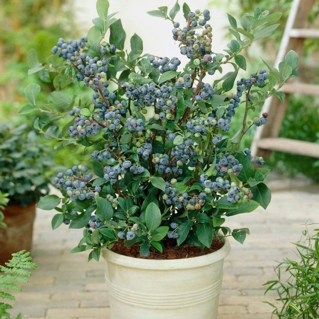 Roots Plants All Season Blueberry Plants Collection | 3x 10cm Pots 5 Roots Plants All Season Blueberry Plants Collection | 3x 10cm Pots