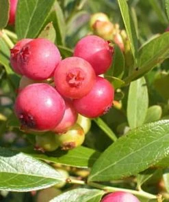 Roots Plants Fruits Pink Lemonade Blueberry Bush