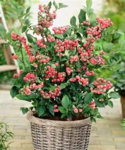 Roots Plants Unusual Berry Collection | 3x 3L Pots Fruits