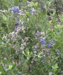 Roots Plants Duke Blueberry Bush Fruits 7 Roots Plants Duke Blueberry Bush Fruits