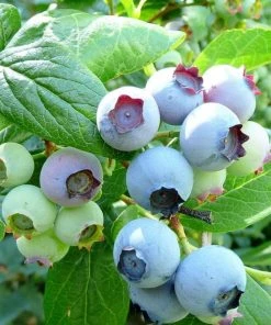 Roots Plants Bluecrop Blueberry Bush