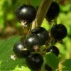Roots Plants Fruits Big Ben Blackcurrant Bush