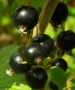 Roots Plants Sales Shop 3 Roots Plants Fruits Big Ben Blackcurrant Bush