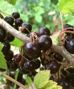 Roots Plants Fruits Big Ben Blackcurrant Bush