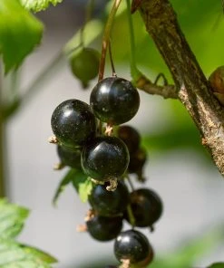 Roots Plants Ben Lomond Blackcurrant Bush
