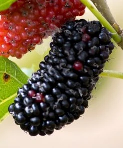 Roots Plants Fruits Black Butte Blackberry Plants
