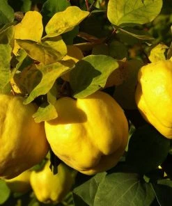 Roots Plants Fruits Vranja Quince Tree