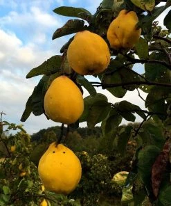 Roots Plants Sales Shop 11 Roots Plants Champion Quince Tree