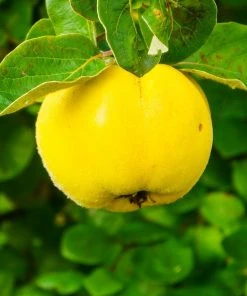 Roots Plants Champion Quince Tree