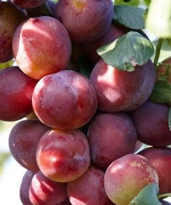 Roots Plants Fruits Victoria Plum Tree