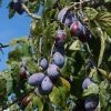 Roots Plants Merryweather Damson Tree Fruits 1 Roots Plants Merryweather Damson Tree Fruits