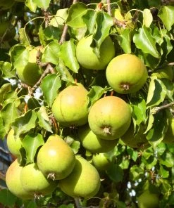 Roots Plants Williams Bon Chrétien Pear Tree Fruits