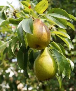 Roots Plants Williams Bon Chrétien Pear Tree Fruits