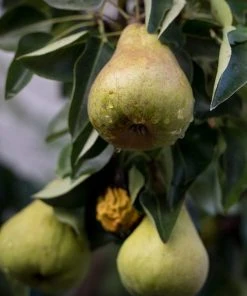 Roots Plants Conference Pear Tree