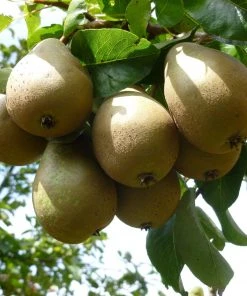 Roots Plants Mini Orchard Collection | Cherry, Pear & Plum Trees