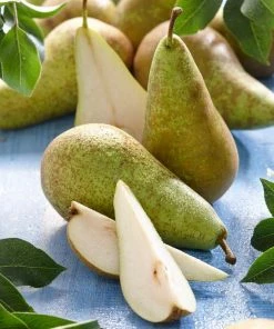 Roots Plants Conference Pear Tree