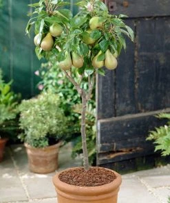 Roots Plants Mini Orchard Collection | Cherry, Pear & Plum Trees 17 Roots Plants Mini Orchard Collection | Cherry, Pear & Plum Trees