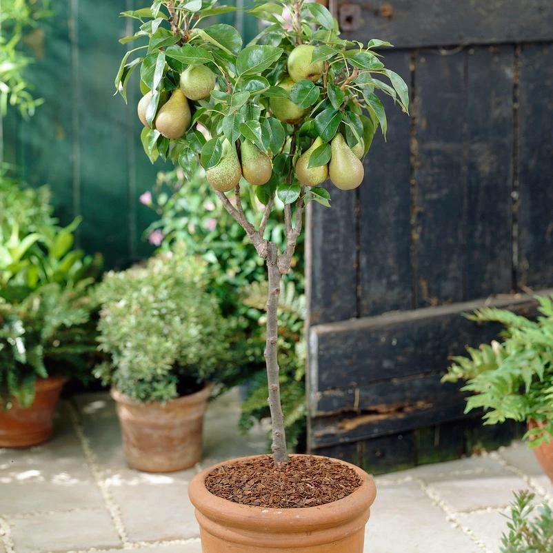 Roots Plants Mini Orchard Collection | Cherry, Pear & Plum Trees 10 Roots Plants Mini Orchard Collection | Cherry, Pear & Plum Trees