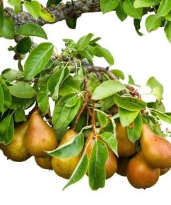 Roots Plants Fruits Concorde Pear Tree