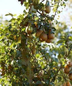 Roots Plants Fruits Concorde Pear Tree