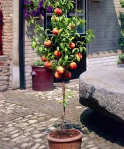 Roots Plants Avalon Pride Peach Tree