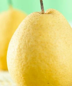 Roots Plants Fruits Kumoi' Asian Pear Tree | Nashi Pear