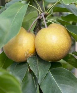 Roots Plants Fruits Kumoi' Asian Pear Tree | Nashi Pear