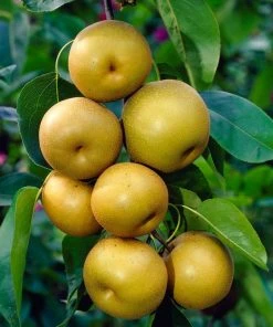 Roots Plants Fruits Kumoi' Asian Pear Tree | Nashi Pear