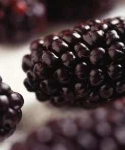 Roots Plants Repsime Mulberry Tree 11 Roots Plants Repsime Mulberry Tree