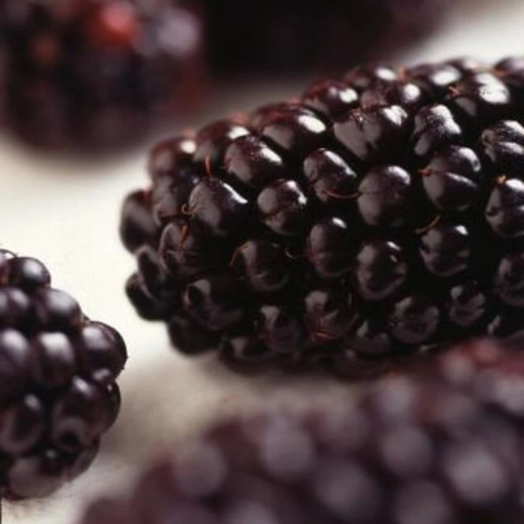 Roots Plants Repsime Mulberry Tree 6 Roots Plants Repsime Mulberry Tree