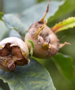 Roots Plants Fruits Nottingham Medlar Tree