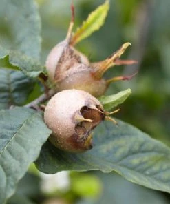 Roots Plants Fruits Nottingham Medlar Tree