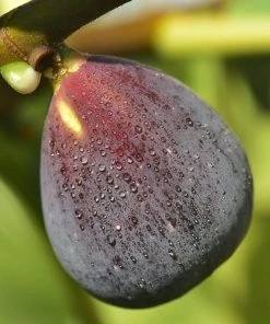 Roots Plants Rouge De Bordeaux Fig Tree Fruits