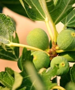 Roots Plants Rouge De Bordeaux Fig Tree Fruits