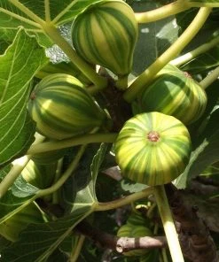 Roots Plants Panachée' Fig Tree Fruits
