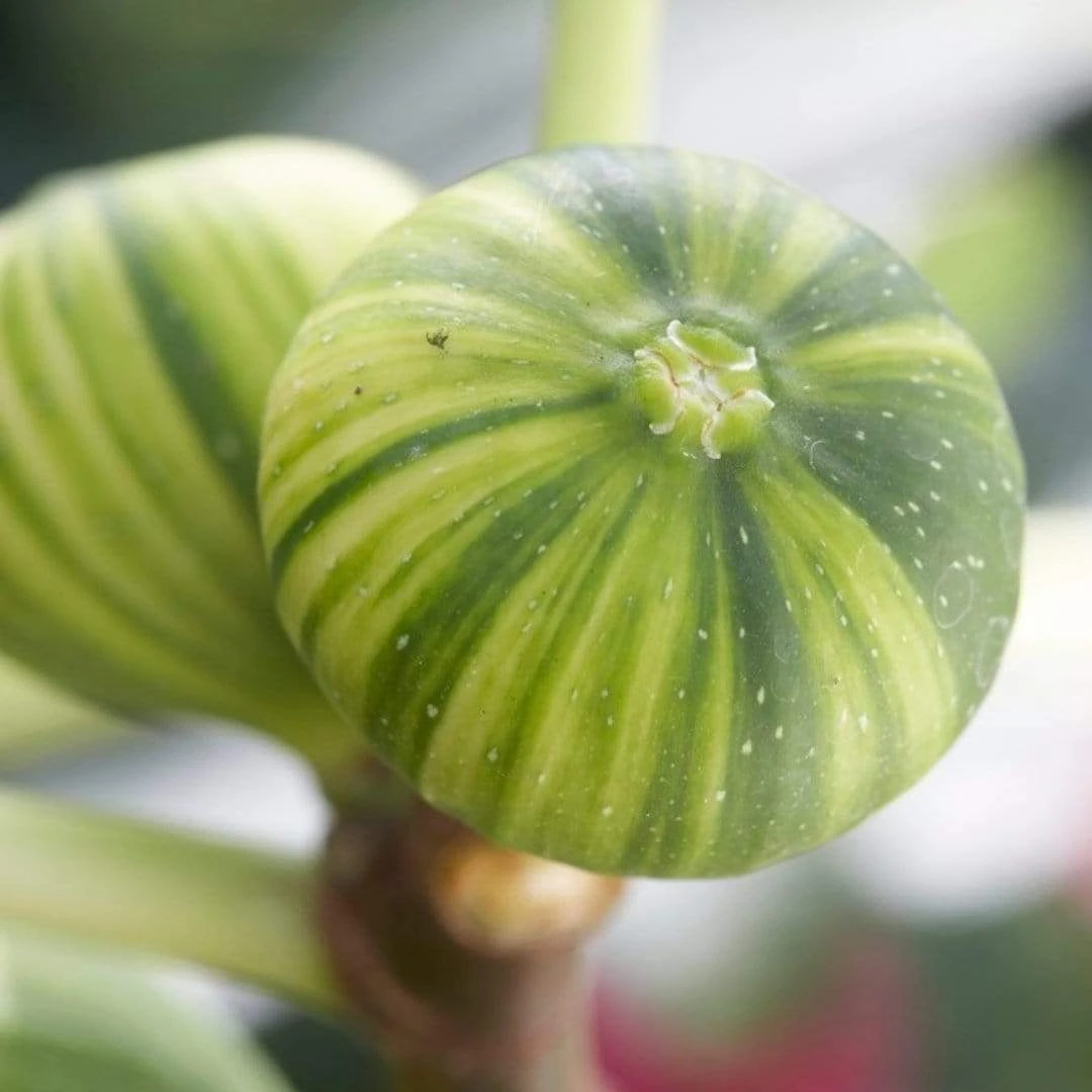 Roots Plants Panachée' Fig Tree Fruits 4 Roots Plants Panachée' Fig Tree Fruits