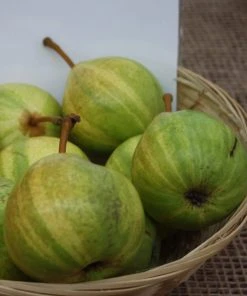 Roots Plants Panachée' Fig Tree Fruits 8 Roots Plants Panachée' Fig Tree Fruits